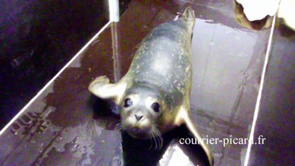 Des bébés phoques au centre de sauvegarde d'Abbeville