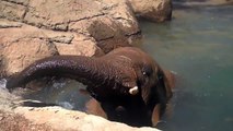 Elephant having a bath at Oakland Zoo
