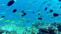 GoPro: Diving incredible Maldives  - Best Gopro Experience 2015