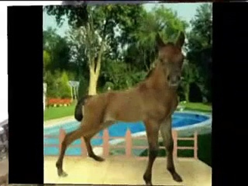 أجمل الخيول في القدس