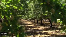 Excess Salt Levels Hurting California Almonds