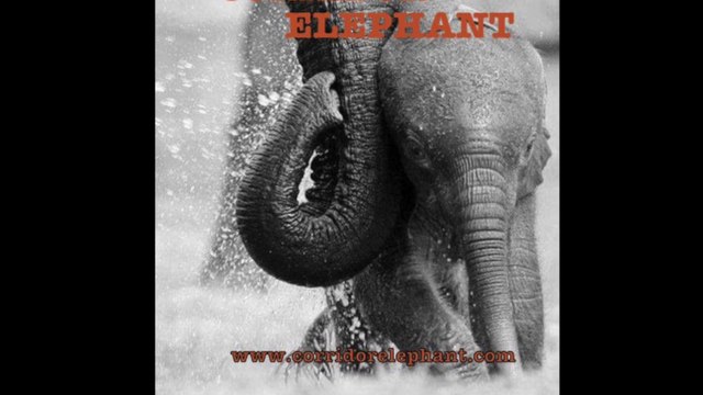 Collection ART POCKET NUMÉRIQUE - CORRIDOR ELEPHANT EDITIONS