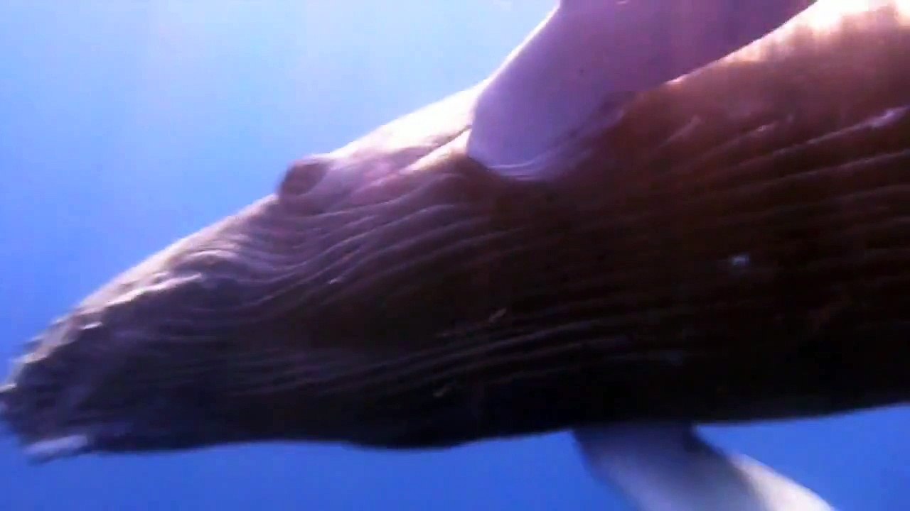 Whale Baby  - Up Close / Hug (HD)