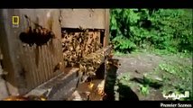 Bees and Wasps معركة طاحنة بين الدبابير والنحل