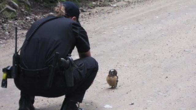 Owl stares down sheriff's deputy and wins the Internet
