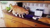 Chats drôles vs Toasters - Chats Tu penses Toaster Compilation 2015 [NOUVEAU HD VIDEO]