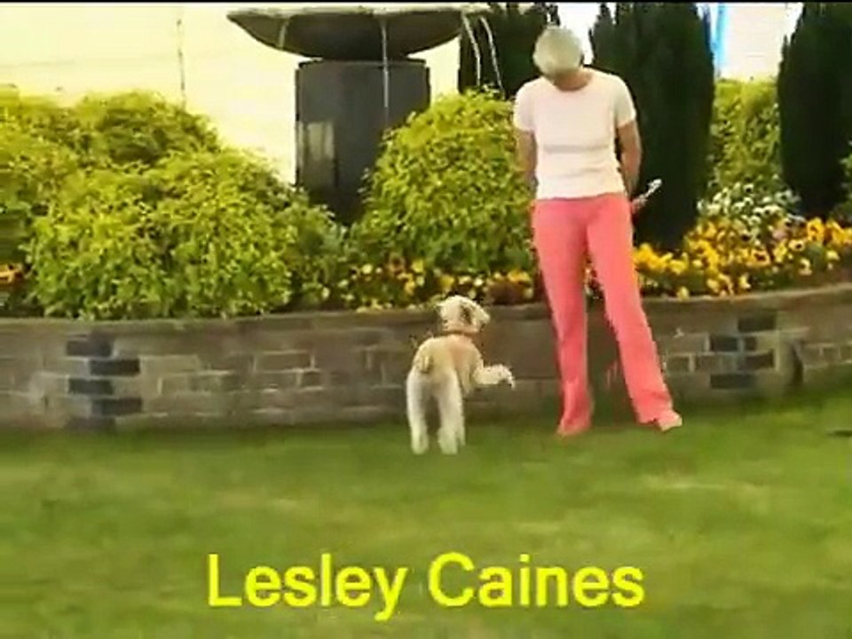 Fudge Dancing At Birmingham National Dog Show 2005