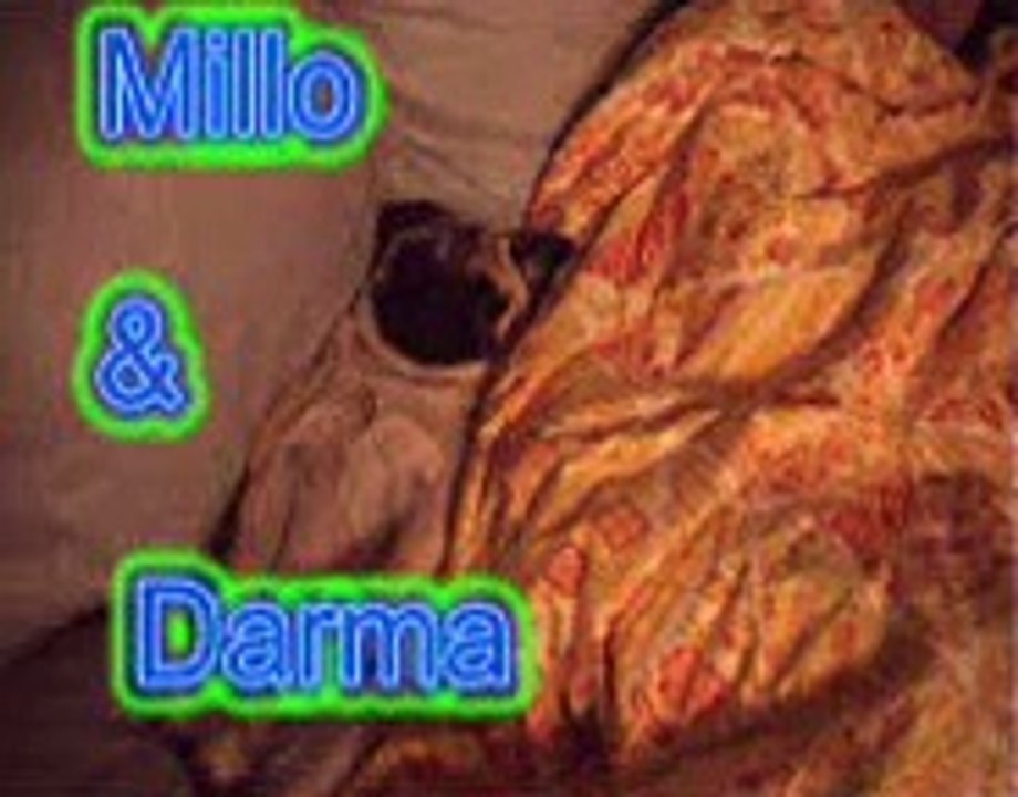 carlino millo e darma