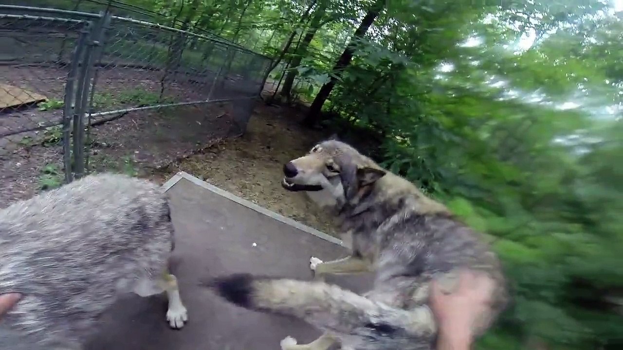 Running with the wolves