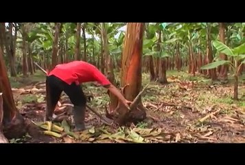 Plagas y enfermedades del cultivo del plátano