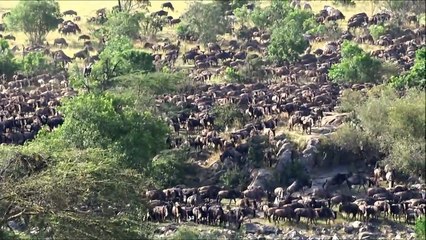 The Great Wildebeest Migration & River Crossing in Tanzania - August 2014