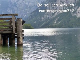 Drei Borderbuben lernen vom 1 Meter-Brett zu springen