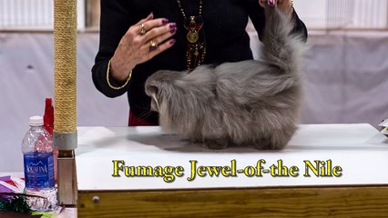 CFA World Show 2013, Betty White's Persian kitten class