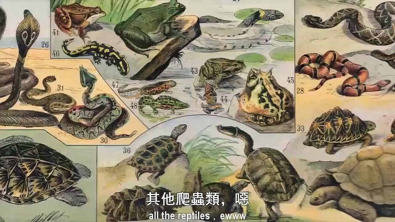 【改編惡搞歌曲】妮琪米娜 ：《大蚺趴》 教學版 - College Humor