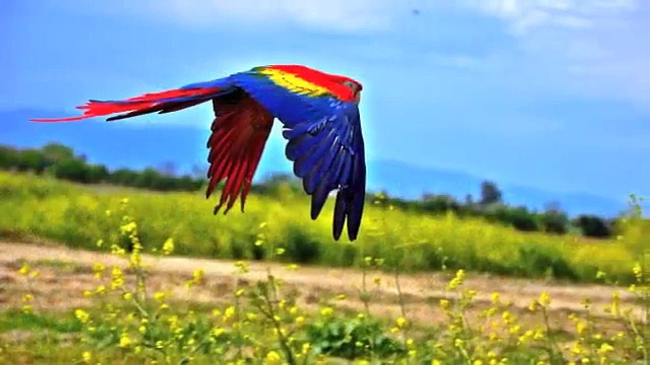 Spring Free Flight 2013