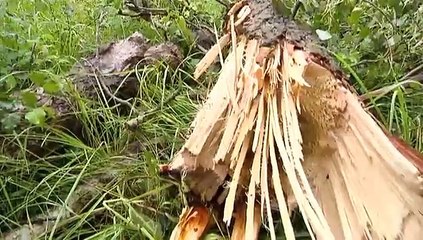 Bomen Lauwersmeergebied krijgen flinke tik van storm - RTV Noord