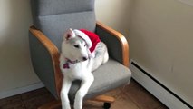 The Most Beautiful Puppy EVER - Siberian Husky and Wolf mixed puppy at 4 months
