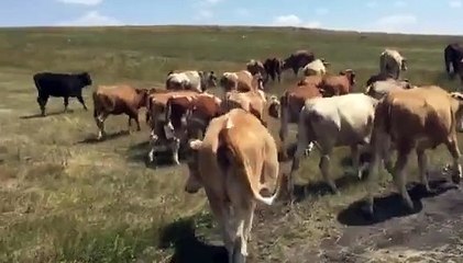 KALİTENİN - GÜVENLİ ALIŞVERİŞİN TEK ADRESİ SATILIK ORJİNAL SİMENTAL DÜVELER
