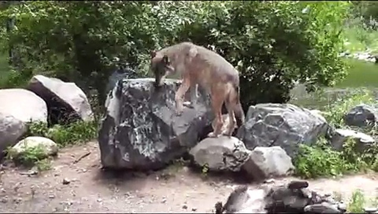 International Wolf Center - 26 July 2013 - Enclosure Enrichment