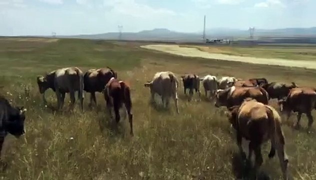 KARS BESİ PAZARI - KARS HAYVAN SATIŞLARI - KURBANLIK , BESİLİK DANALAR -DÜVELER -İNEKLER-