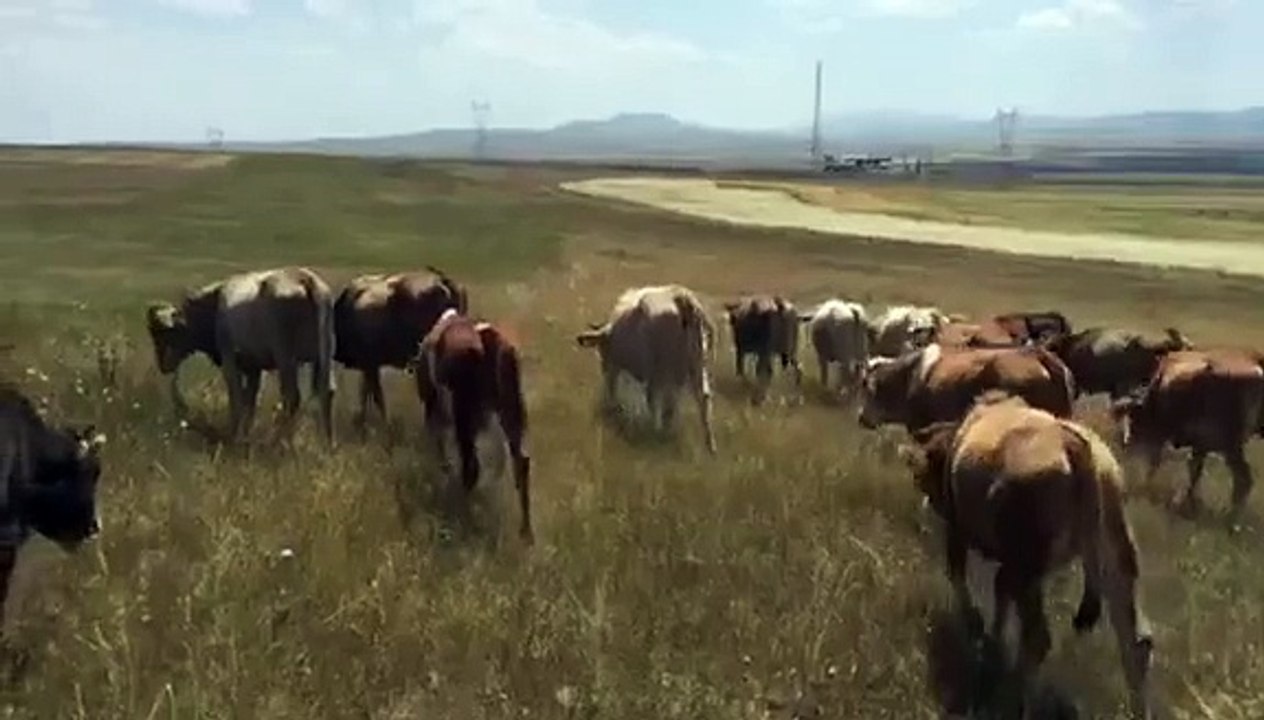 KARS BESİ PAZARI - KARS HAYVAN SATIŞLARI - KURBANLIK , BESİLİK DANALAR -DÜVELER -İNEKLER-