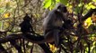 Primate Intelligence | La Inteligencia de los primate