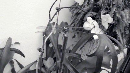 Puff the magic dragon