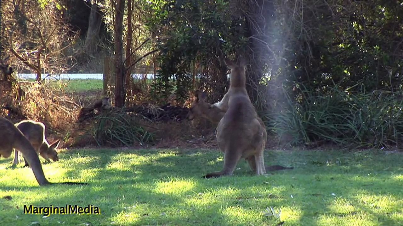 kangaroos fighting - canguros peleando peliando - कंगारू लड़ वीडियो