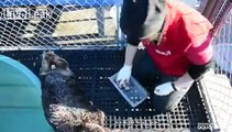 Rescued Sea Otter Munches His Clams