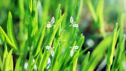 After Effects Project Files - Flourish Titles Collection - VideoHive 7636342