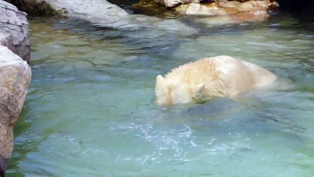 Ours Polaire Bèbè Hope badet mit ihrer Mama Eisbärin Flocke im Marineland in Antibes