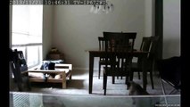 Dog Destroys His Bed in Thirty Seconds (Time lapse)