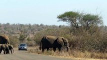 éléphants au parc Kruger