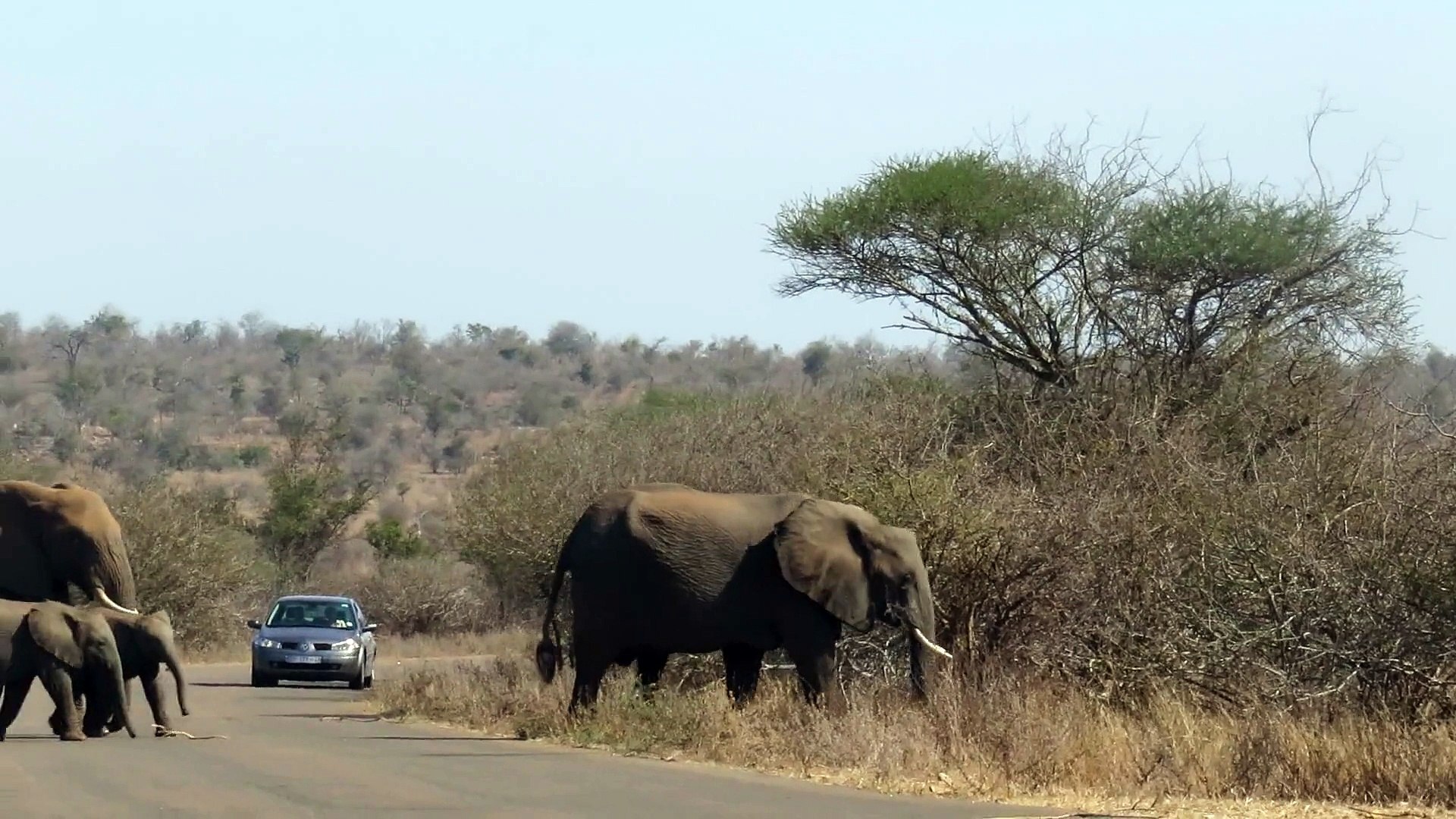 ⁣éléphants au parc Kruger