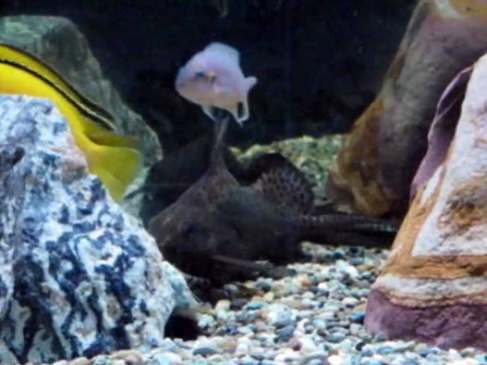 Red Scat and cichlids