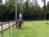 Racking Horse In Training