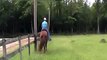 Racking Horse In Training