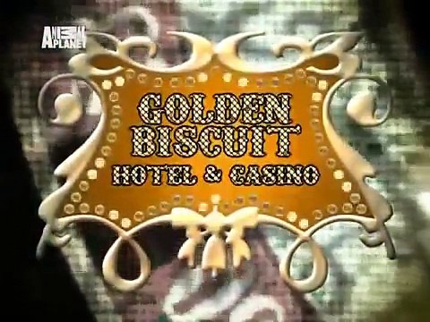 Самые прикольные животные планеты 2