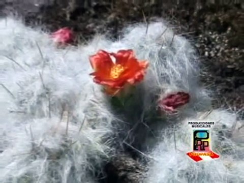 MIX HUAYNOS PICAFLOR DE LOS ANDES, MUSICA DEL CENTRO DEL PERU