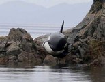Así fue el rescate de una orca varada entre rocas
