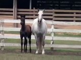 Beatriz MR   Revised PRE Andalusian Mare SOLD!