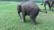 Baby elephant shows off impressive soccer skills
