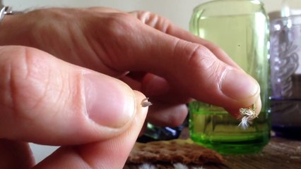 Comment récupérer des graines de salade