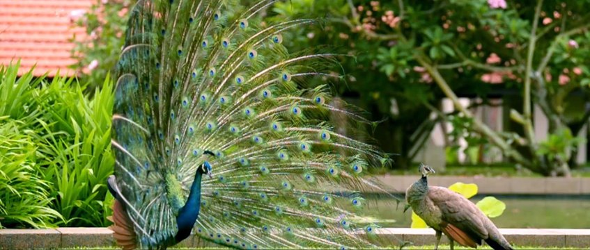 Премиальные путешествия от Jeunesse. Сингапур 2015.