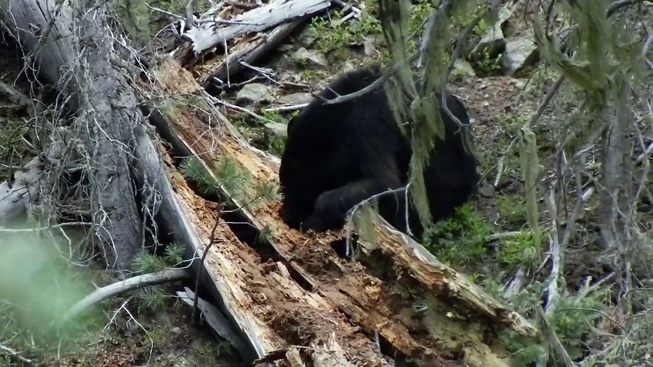 2013 Philmont Bear