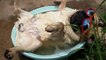 Un chien carlin fait la sieste dans une bassine et ronfle