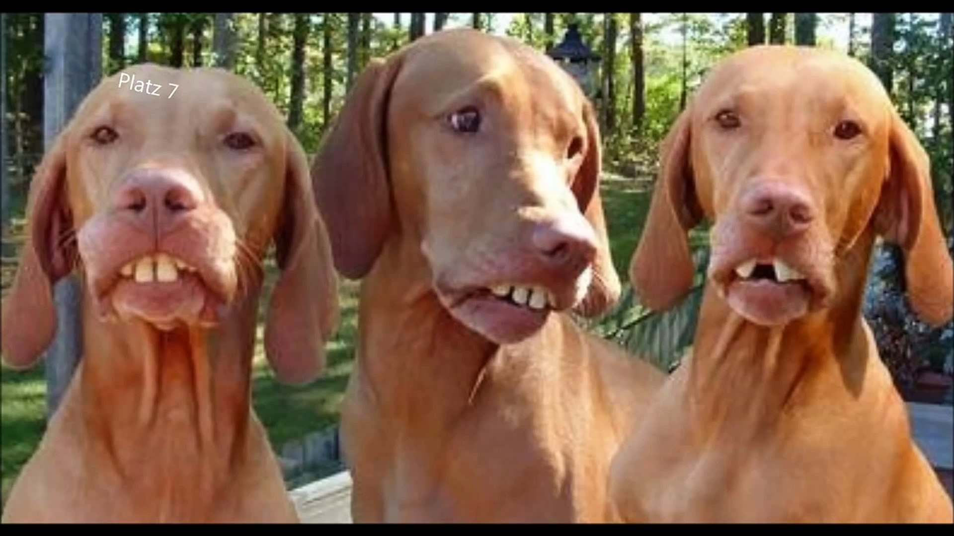 Die 10 lustigsten Hunde der Welt - video Dailymotion
