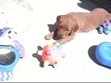 SO FUNNY! 6 wk old puppy attacks giggle ball... vibrating growls LOL!