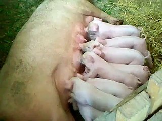 trenutak zadovoljstva