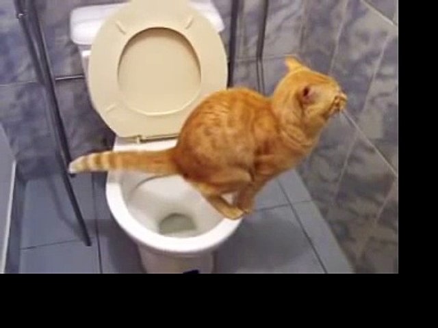 Katze kackt ins klo denn das macht die katze froh